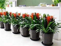 太原花卉綠植批發與租借服務 點亮城市綠意，便捷生活空間