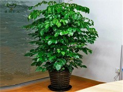 珠海綠植出租與花卉綠植租借 讓綠色常伴，為企業與生活增彩添色